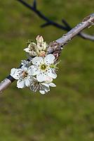Click image for larger version

Name:	blossom 1.jpg
Views:	65
Size:	54.5 KB
ID:	340265
