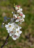 Click image for larger version

Name:	blossom2.jpg
Views:	63
Size:	67.4 KB
ID:	340266
