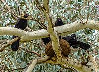 Click image for larger version

Name:	nest -3.jpg
Views:	64
Size:	181.9 KB
ID:	340293