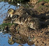 Click image for larger version

Name:	19-08 ducklings1.jpg
Views:	95
Size:	176.6 KB
ID:	340296