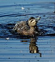 Click image for larger version

Name:	19-08 pacific black1.jpg
Views:	88
Size:	122.1 KB
ID:	340297