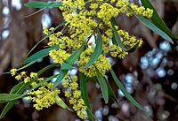 Click image for larger version

Name:	wattle 12.jpg
Views:	56
Size:	266.6 KB
ID:	340356