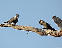 Click image for larger version

Name:	01-09 carnabys1.jpg
Views:	102
Size:	63.1 KB
ID:	340493