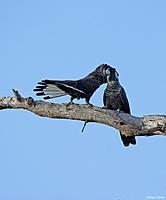 Click image for larger version

Name:	01-09 carnabys3.jpg
Views:	85
Size:	55.6 KB
ID:	340494