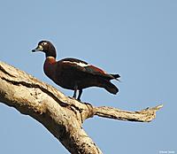 Click image for larger version

Name:	01-09 shelduck - female.jpg
Views:	72
Size:	76.8 KB
ID:	340498