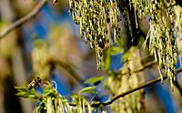 Click image for larger version

Name:	bees9.3 -5.jpg
Views:	70
Size:	200.0 KB
ID:	340506