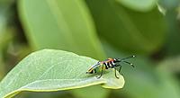Click image for larger version

Name:	hb9.3 -2.jpg
Views:	67
Size:	118.8 KB
ID:	340508