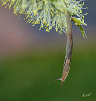 Click image for larger version

Name:	1010-065Slug on bottlebrush.jpg
Views:	69
Size:	176.6 KB
ID:	352805