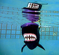 Click image for larger version

Name:	Jaws.jpg
Views:	70
Size:	260.3 KB
ID:	357150