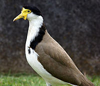 Click image for larger version

Name:	Spurwing.jpg
Views:	103
Size:	95.2 KB
ID:	357201