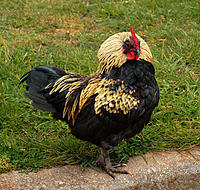 Click image for larger version

Name:	Pretty chook..jpg
Views:	104
Size:	170.4 KB
ID:	357362