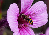 Click image for larger version

Name:	Hover 3.jpg
Views:	110
Size:	172.1 KB
ID:	357586