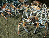 Click image for larger version

Name:	Crabby Buggers.jpg
Views:	89
Size:	175.9 KB
ID:	359051
