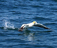Click image for larger version

Name:	Gannet take off.jpg
Views:	67
Size:	196.6 KB
ID:	359986