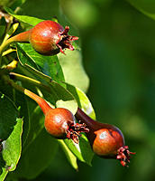 Click image for larger version

Name:	Pears.jpg
Views:	73
Size:	128.1 KB
ID:	360462