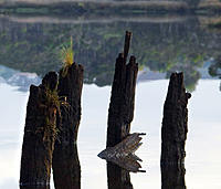 Click image for larger version

Name:	Piles.jpg
Views:	103
Size:	124.6 KB
ID:	361829