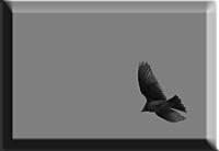 Click image for larger version

Name:	Skylark bw copy.jpg
Views:	91
Size:	34.6 KB
ID:	362041