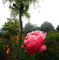 Click image for larger version

Name:	Peonies 2.jpg
Views:	77
Size:	250.3 KB
ID:	364072