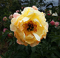 Click image for larger version

Name:	Perishing Peonie.jpg
Views:	69
Size:	159.9 KB
ID:	364111