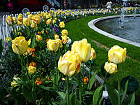 Click image for larger version

Name:	Tulips.jpg
Views:	70
Size:	194.9 KB
ID:	365551