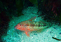 Click image for larger version

Name:	Among the Mysids..jpg
Views:	94
Size:	202.7 KB
ID:	366035