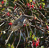 Click image for larger version

Name:	Wattle 1.jpg
Views:	67
Size:	253.5 KB
ID:	368334