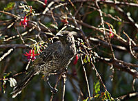 Click image for larger version

Name:	Wattle 2.jpg
Views:	71
Size:	162.2 KB
ID:	368335