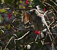 Click image for larger version

Name:	Wattle 4.jpg
Views:	69
Size:	180.5 KB
ID:	368337