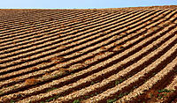 Click image for larger version

Name:	Onion rows.jpg
Views:	68
Size:	271.3 KB
ID:	368801