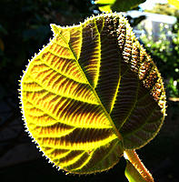 Click image for larger version

Name:	Kiwi fruit leaf..jpg
Views:	77
Size:	204.9 KB
ID:	369902