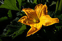 Click image for larger version

Name:	Zuccini flower.jpg
Views:	55
Size:	131.0 KB
ID:	369903