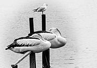 Click image for larger version

Name:	1551-b&amp;amp;w-Pelicans.jpg
Views:	79
Size:	221.3 KB
ID:	370662