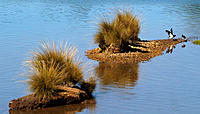 Click image for larger version

Name:	OCs at play..jpg
Views:	75
Size:	155.2 KB
ID:	370804