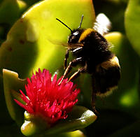 Click image for larger version

Name:	Flying Bumble.jpg
Views:	93
Size:	111.6 KB
ID:	370810