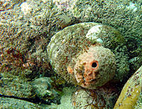 Click image for larger version

Name:	Volcanic Abalone.jpg
Views:	144
Size:	346.0 KB
ID:	370951