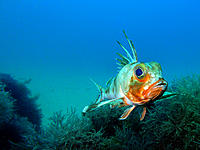 Click image for larger version

Name:	Gurnard 2.jpg
Views:	98
Size:	125.4 KB
ID:	372338