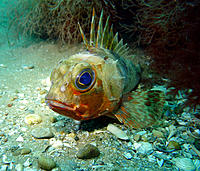 Click image for larger version

Name:	Gurnard 1.jpg
Views:	102
Size:	237.5 KB
ID:	372339