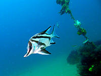 Click image for larger version

Name:	Boarfish.jpg
Views:	63
Size:	97.2 KB
ID:	372674