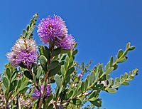 Click image for larger version

Name:	Pom pom.jpg
Views:	66
Size:	161.0 KB
ID:	373045