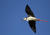 Click image for larger version

Name:	IMG_6714-XL.jpg
Views:	78
Size:	65.0 KB
ID:	373078