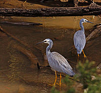 Click image for larger version

Name:	Hunting pair.jpg
Views:	79
Size:	187.0 KB
ID:	373115
