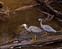 Click image for larger version

Name:	Hunting we will go.jpg
Views:	78
Size:	197.3 KB
ID:	373116