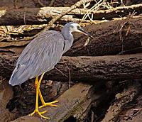 Click image for larger version

Name:	Single with fish.jpg
Views:	85
Size:	233.7 KB
ID:	373119