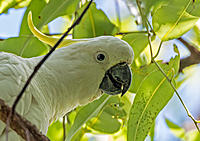 Click image for larger version

Name:	238-Sulphur-Crested-Cockatoo.jpg
Views:	78
Size:	242.3 KB
ID:	373470