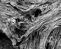 Click image for larger version

Name:	Gnarley face.jpg
Views:	72
Size:	290.8 KB
ID:	374194
