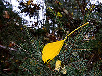 Click image for larger version

Name:	Caught.jpg
Views:	54
Size:	215.7 KB
ID:	374318