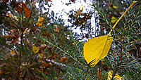 Click image for larger version

Name:	Caught 2.jpg
Views:	62
Size:	186.5 KB
ID:	374319