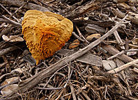 Click image for larger version

Name:	Sponge among the debris 2.jpg
Views:	93
Size:	260.8 KB
ID:	374688