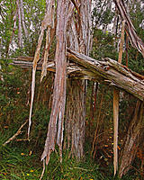 Click image for larger version

Name:	Shredded.jpg
Views:	84
Size:	1.11 MB
ID:	374876