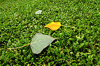 Click image for larger version

Name:	Gold among the green.jpg
Views:	85
Size:	887.0 KB
ID:	374995